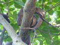 03_boa constrictor